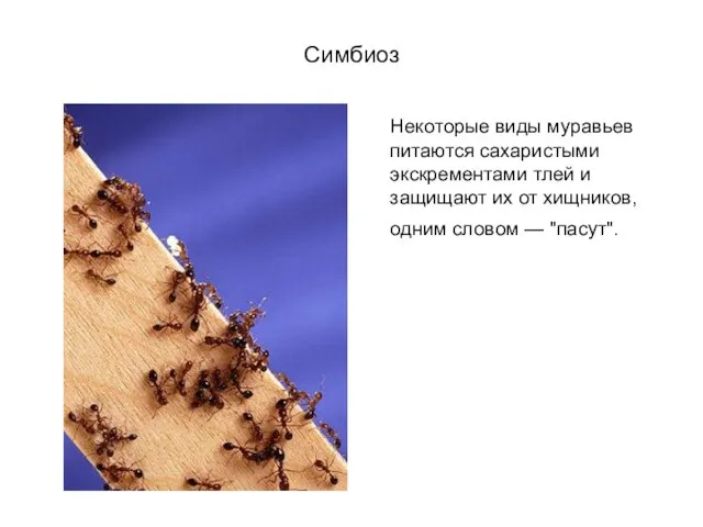 Симбиоз Некоторые виды муравьев питаются сахаристыми экскрементами тлей и защищают их от