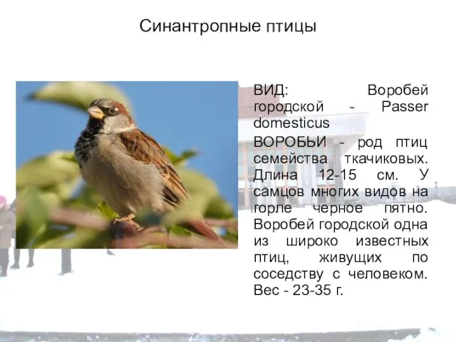 Синантропные птицы ВИД: Воробей городской - Passer domesticus ВОРОБЬИ - род птиц