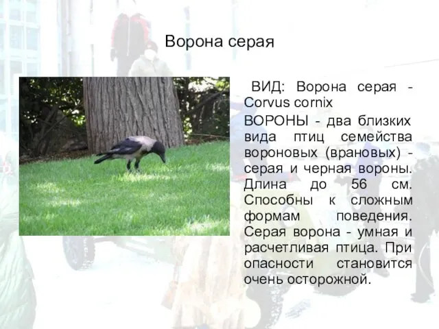 Ворона серая ВИД: Ворона серая - Corvus cornix ВОРОНЫ - два близких