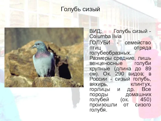Голубь сизый ВИД: Голубь сизый - Columba livia ГОЛУБИ - семейство птиц