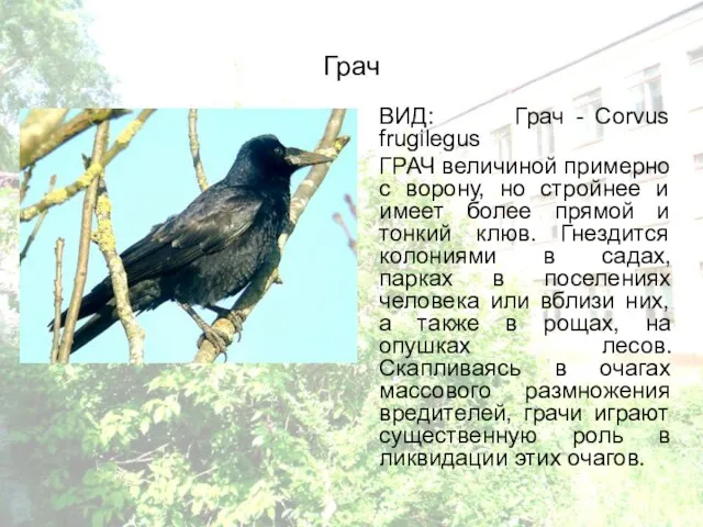 Грач ВИД: Грач - Corvus frugilegus ГРАЧ величиной примерно с ворону, но