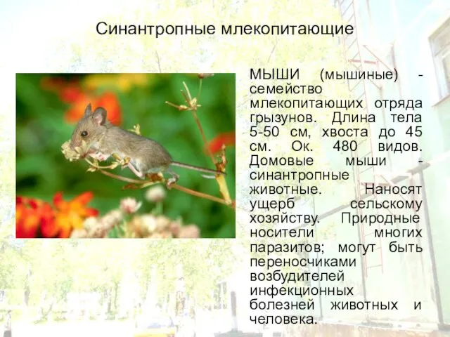 Синантропные млекопитающие МЫШИ (мышиные) - семейство млекопитающих отряда грызунов. Длина тела 5-50