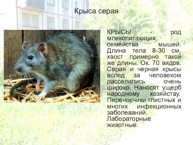 Крыса серая КРЫСЫ - род млекопитающих семейства мышей. Длина тела 8-30 см,