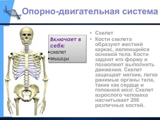 Скелет Кости скелета образуют жесткий каркас, являющийся основой тела. Кости задают его
