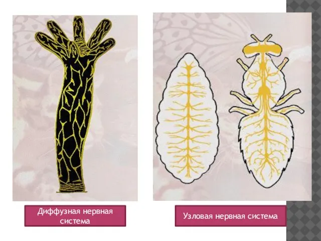 Диффузная нервная система Узловая нервная система