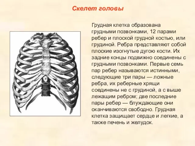 Скелет головы Грудная клетка образована грудными позвонками, 12 парами ребер и плоской