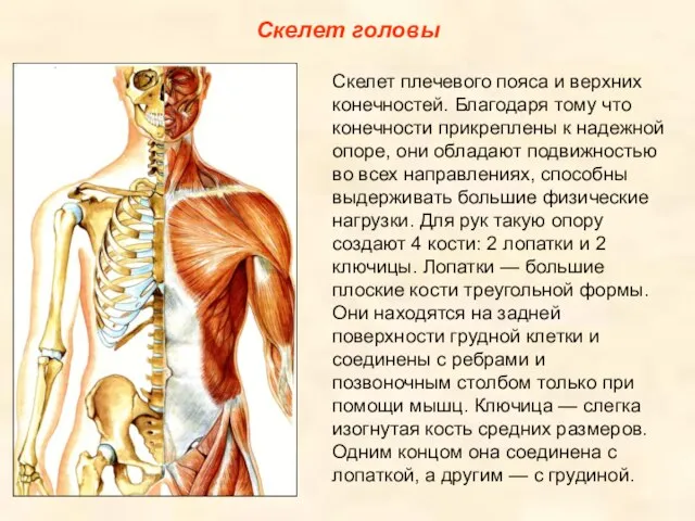 Скелет головы Скелет плечевого пояса и верхних конечностей. Благодаря тому что конечности