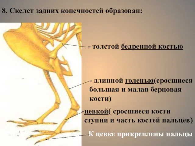 8. Скелет задних конечностей образован: - толстой бедренной костью - длинной голенью(сросшиеся