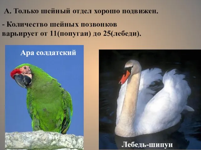 Лебедь-шипун - Количество шейных позвонков варьирует от 11(попугаи) до 25(лебеди). А. Только