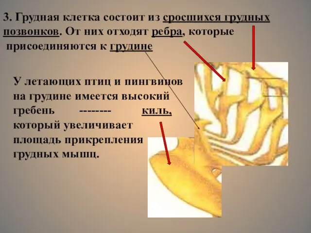 3. Грудная клетка состоит из сросшихся грудных позвонков. От них отходят ребра,