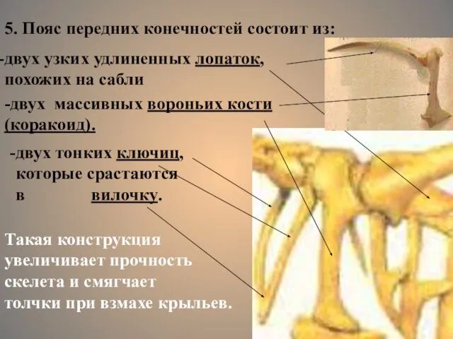5. Пояс передних конечностей состоит из: -двух массивных вороньих кости (коракоид). двух