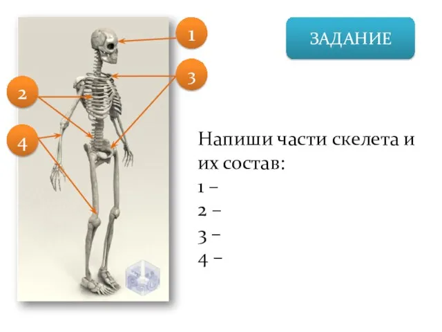 ЗАДАНИЕ Напиши части скелета и их состав: 1 – 2 – 3