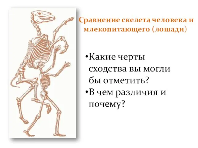 Сравнение скелета человека и млекопитающего (лошади) Какие черты сходства вы могли бы