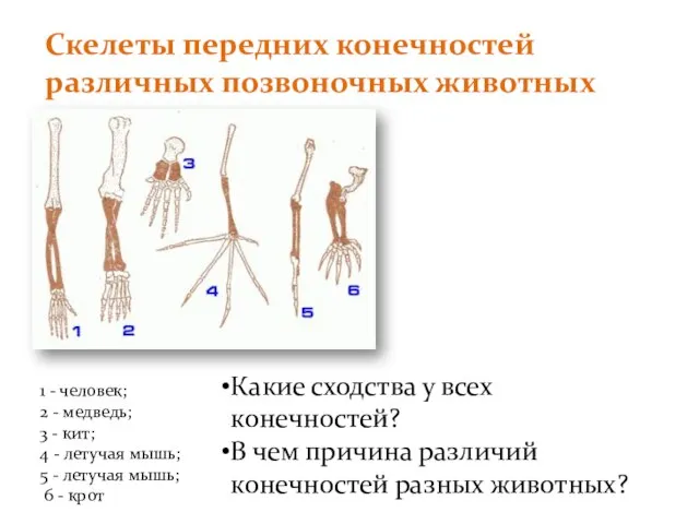 Скелеты передних конечностей различных позвоночных животных 1 - человек; 2 - медведь;