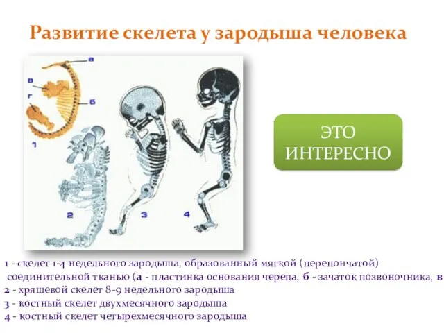 Развитие скелета у зародыша человека 1 - скелет 1-4 недельного зародыша, образованный
