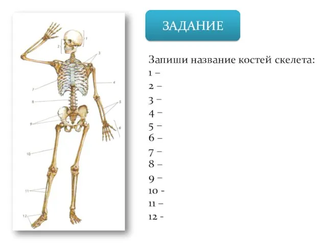 ЗАДАНИЕ Запиши название костей скелета: 1 – 2 – 3 – 4