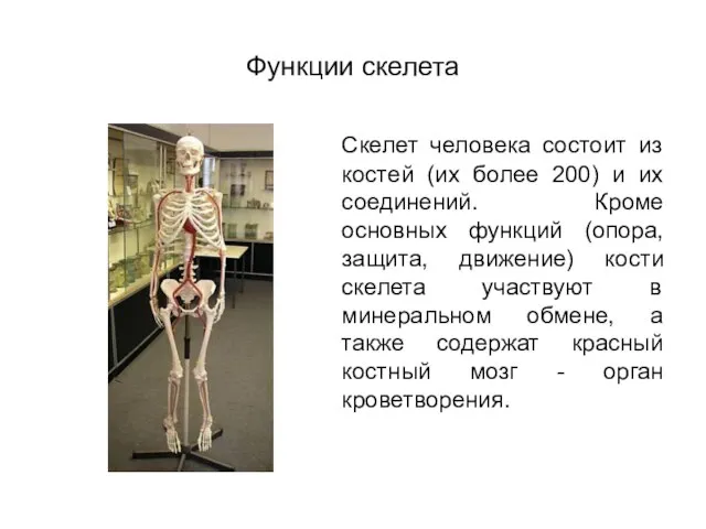 Функции скелета Скелет человека состоит из костей (их более 200) и их