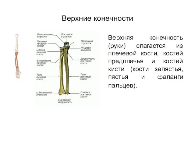 Верхние конечности Верхняя конечность (руки) слагается из плечевой кости, костей предплечья и