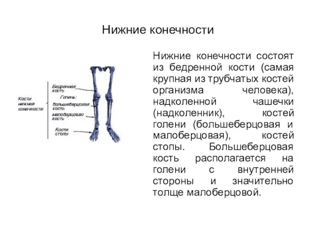 Нижние конечности Нижние конечности состоят из бедренной кости (самая крупная из трубчатых