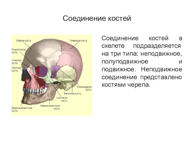 Соединение костей Соединение костей в скелете подразделяется на три типа: неподвижное, полуподвижное