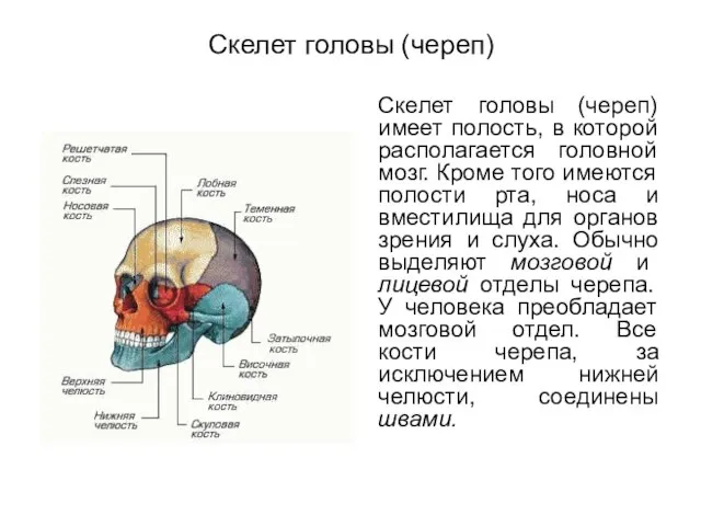 Скелет головы (череп) Скелет головы (череп) имеет полость, в которой располагается головной