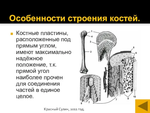 Красный Сулин, 2011 год. Особенности строения костей. Костные пластины, расположенные под прямым