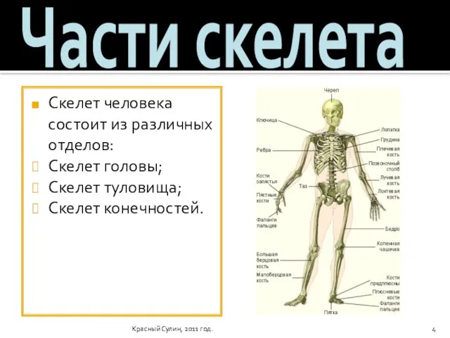 Красный Сулин, 2011 год. Части скелета Скелет человека состоит из различных отделов: