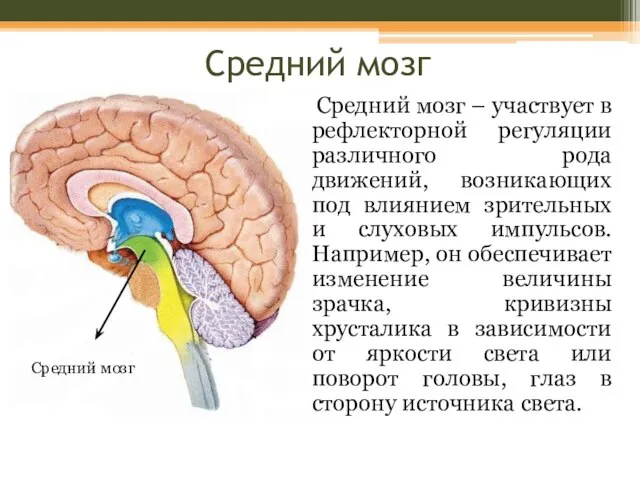 Средний мозг Средний мозг – участвует в рефлекторной регуляции различного рода движений,