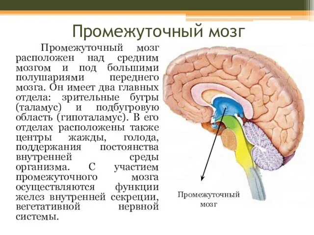 Промежуточный мозг Промежуточный мозг расположен над средним мозгом и под большими полушариями