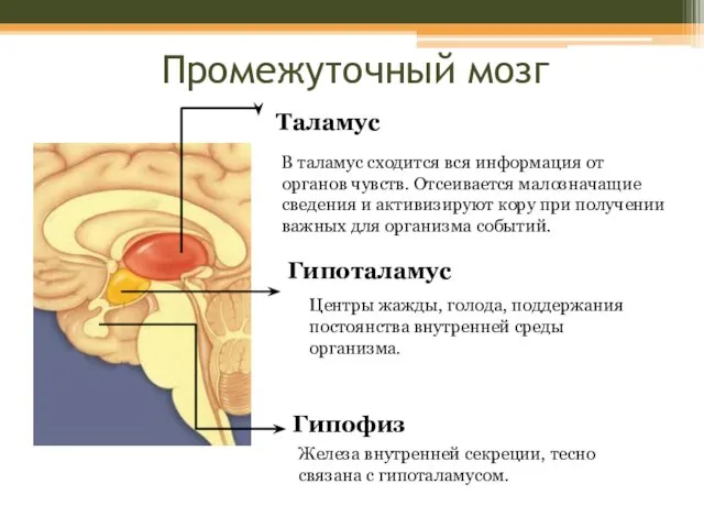 Промежуточный мозг Таламус В таламус сходится вся информация от органов чувств. Отсеивается