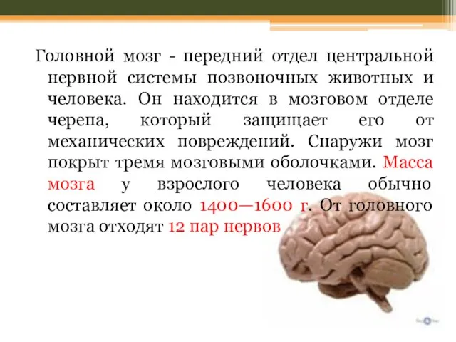Головной мозг - передний отдел центральной нервной системы позвоночных животных и человека.