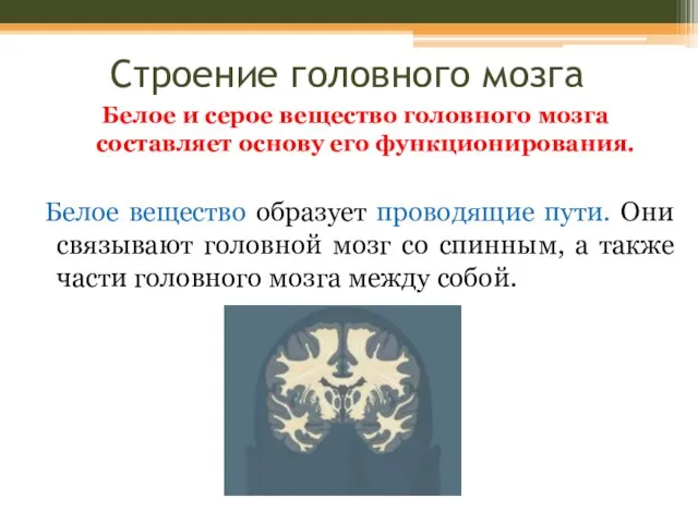 Строение головного мозга Белое и серое вещество головного мозга составляет основу его
