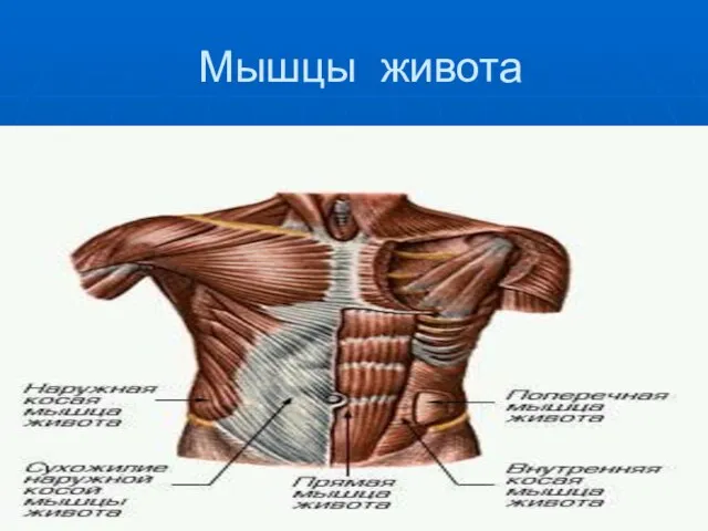 Мышцы живота