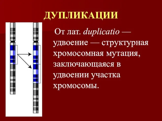 ДУПЛИКАЦИИ От лат. duplicatio — удвоение — структурная хромосомная мутация, заключающаяся в удвоении участка хромосомы.