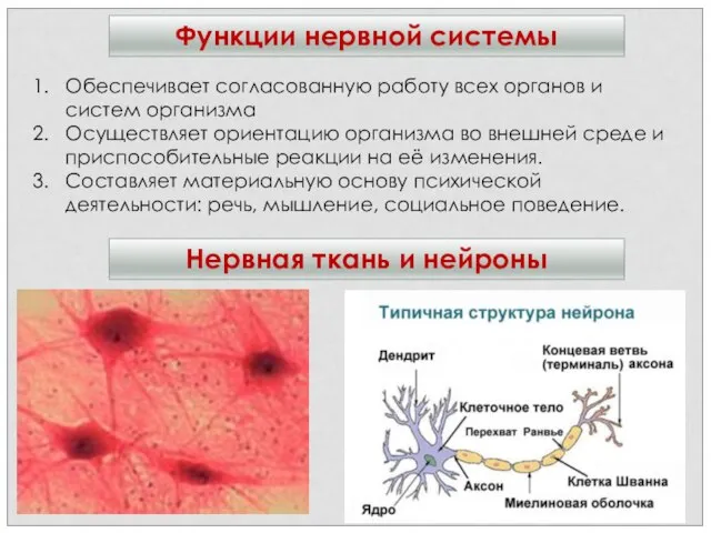 Функции нервной системы Нервная ткань и нейроны Обеспечивает согласованную работу всех органов