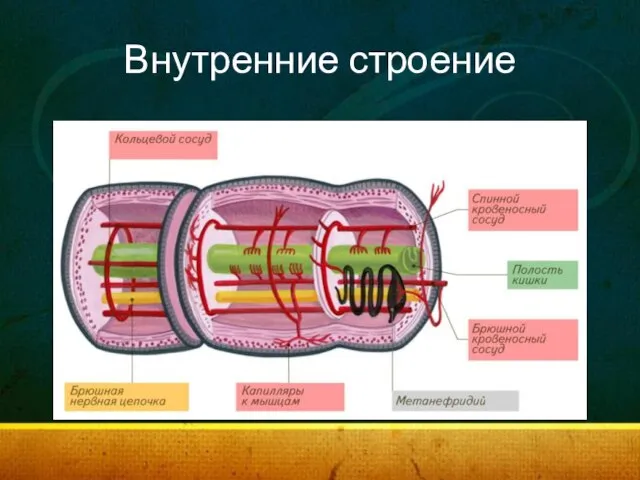 Внутренние строение