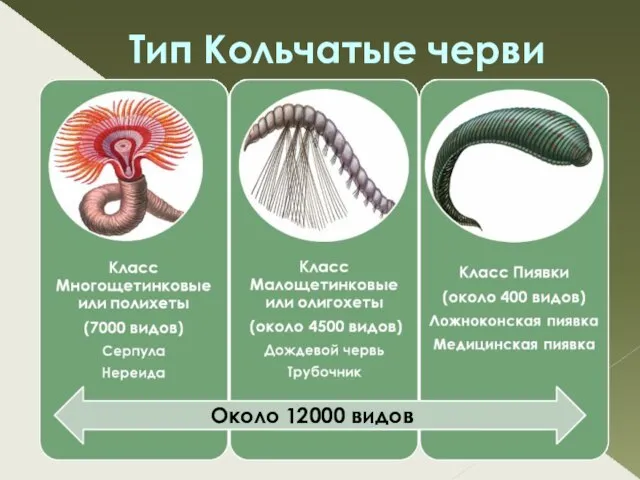 Тип Кольчатые черви Около 12000 видов