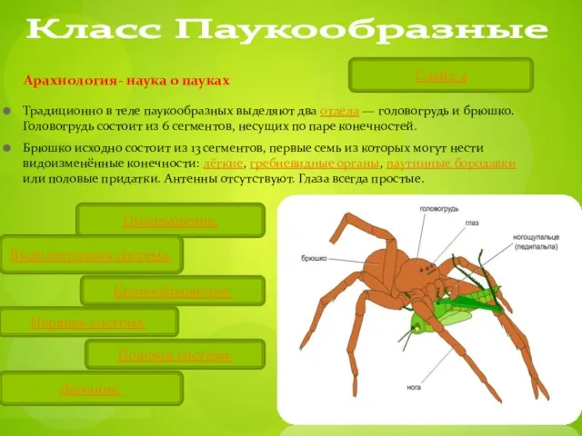 Класс Паукообразные Арахнология- наука о пауках Традиционно в теле паукообразных выделяют два