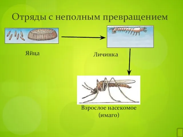 Отряды с неполным превращением Яйца Личинка Взрослое насекомое (имаго)