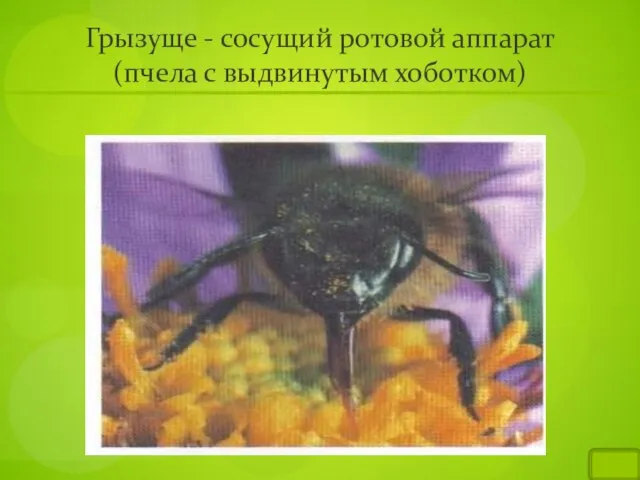 Грызуще - сосущий ротовой аппарат (пчела с выдвинутым хоботком)
