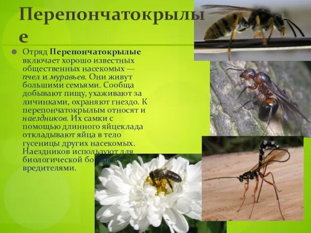 Отряд Перепончатокрылые включает хорошо известных общественных насекомых — пчел и муравьев. Они