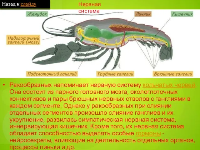 Нервная система Ракообразных напоминает нервную систему кольчатых червей. Она состоит из парного