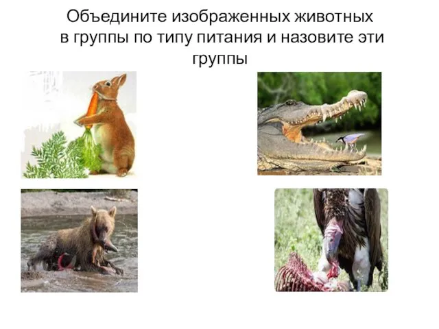 Объедините изображенных животных в группы по типу питания и назовите эти группы