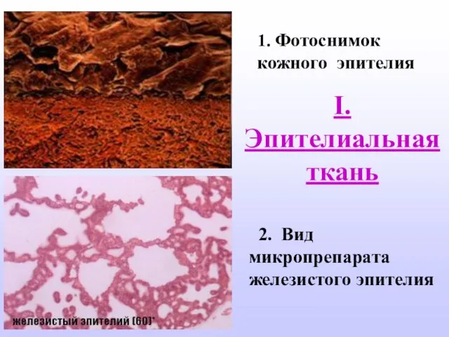 1. Фотоснимок кожного эпителия 2. Вид микропрепарата железистого эпителия I. Эпителиальная ткань