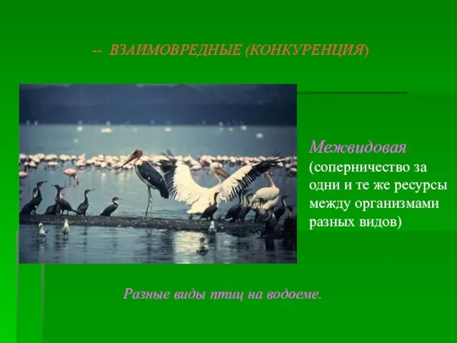 -- ВЗАИМОВРЕДНЫЕ (КОНКУРЕНЦИЯ) Межвидовая(соперничество за одни и те же ресурсы между организмами