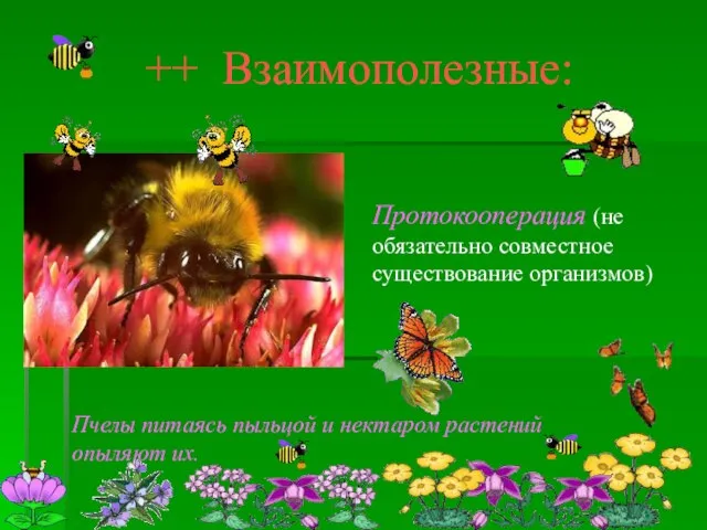 ++ Взаимополезные: Протокооперация (не обязательно совместное существование организмов) Пчелы питаясь пыльцой и нектаром растений опыляют их.