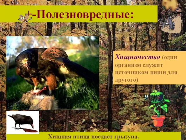 +-Полезновредные: Хищничество (один организм служит источником пищи для другого) Хищная птица поедает грызуна.