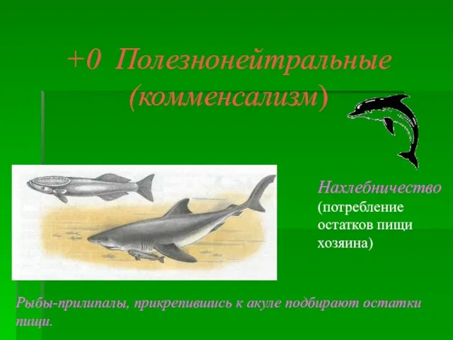 +0 Полезнонейтральные (комменсализм) Нахлебничество (потребление остатков пищи хозяина) Рыбы-прилипалы, прикрепившись к акуле подбирают остатки пищи.
