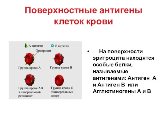 Поверхностные антигены клеток крови На поверхности эритроцита находятся особые белки, называемые антигенами: