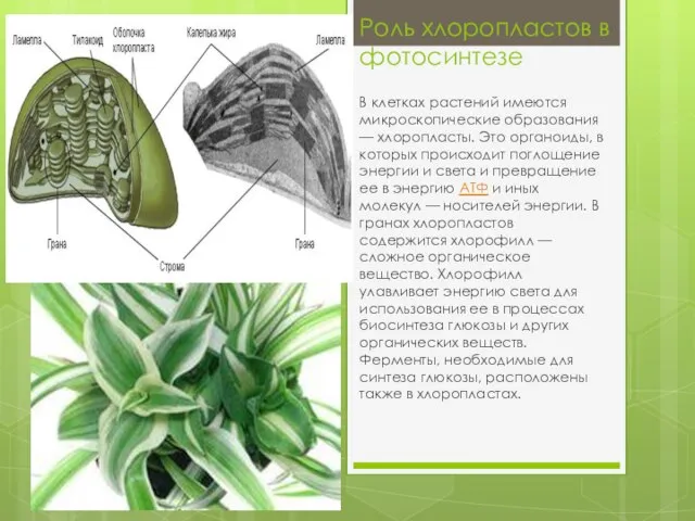 Роль хлоропластов в фотосинтезе В клетках растений имеются микроскопические образования — хлоропласты.